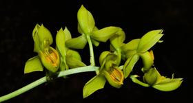 Orquídea Catasetum complanatum - Cooperorchids