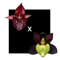 Orquidea Catasetum Df Adriana X Tenebrosum - orquidario df