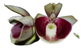 Orquídea Catasetum Durval Ferreira X Pileatum