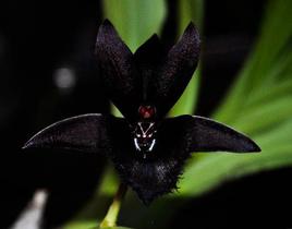 Orquídea Catasetum Fredclarkeara After Dark black - Cooperorchids