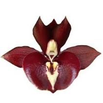 Orquídea Catasetum Greg Scott Vinho Escuro