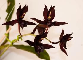 Orquídea Catasetum john burchett x susan fuchs x calosum