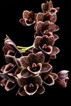 Orquídea Catasetum kidney Bean Jamies Golden eye