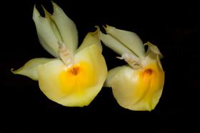 Orquídea Catasetum pileatum aurantiacum