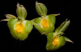 Orquídea Catasetum pileatum x sptizii yellow