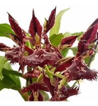 Orquídea Catasetum Planta Adulta Flor Exótica Rara Orquídea Catasetum Planta Adulta Flor Exótica Rara