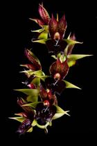 Orquídea Catasetum schmidtianum x vinaceum red x orchidglade polka dots