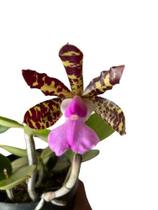 Orquídea Catleya Aclandiae tipo Adulta