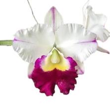Orquídea Catleya Anna Belmores adulta