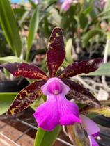 Orquídea Cattleya aclandiae x C. leopoldii pré adulta