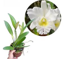 Orquídea Cattleya Adulta Pastoral Innocence - Aptas A Florescer