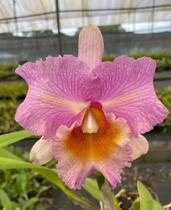 Orquídea Cattleya Adulta Rosa (2966) - Jardim com flores