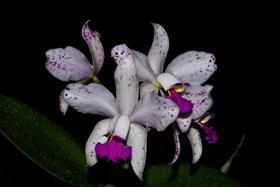 Orquídea Cattleya amesthistoglosa tipo x aurea