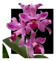 Orquidea Cattleya Amesthistoglossa Pincelada X Pincelada Orquidea Cattleya Amesthistoglossa Pincelada X Pincelada