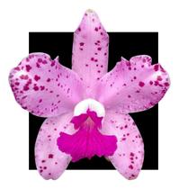 Orquidea Cattleya Amesthistoglossa Tipo X Multiflora - orquidario DF
