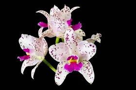 Orquídea Cattleya amethistoglosa semi-alba x salmão