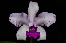 Orquídea Cattleya amethystoglosa clara