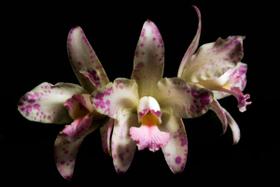 Orquídea Cattleya amethystoglosa coral x coral