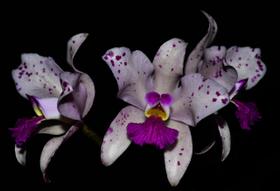 Orquídea Cattleya amethystoglosa tipo x big spot - Cooperorchids