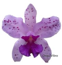 Orquídea Cattleya Amethystoglossa - ORQUIVITRO
