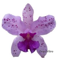 Orquídea Cattleya Amethystoglossa