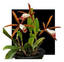 Orquidea Cattleya Araguaiensis - orquidario DF