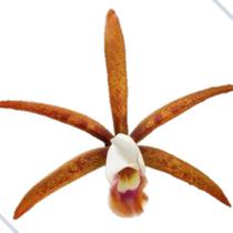 Orquídea Cattleya Araguaiensis - Orquivitro