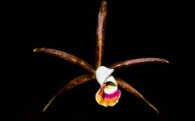 Orquídea Cattleya araguaiensis tipo x escura Orquídea Cattleya araguaiensis tipo x escura