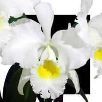 Orquidea Cattleya Aranka Germanske