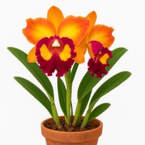 Orquídea Cattleya Bangkok Sunlight - Flor Grande E Perfumada