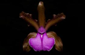 Orquídea Cattleya bicolor tipo x spoted - Cooperorchids