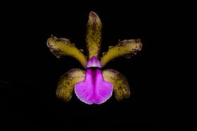 Orquídea Cattleya bicolor x bicolor green