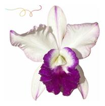 Orquidea Cattleya Blc Robert Strait Blue ' Hawai * Adulta * - docel@r