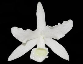 Orquídea Cattleya bowringiana alba Orquídea Cattleya bowringiana alba