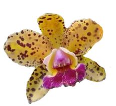 Orquídea - Cattleya Corcovado - Colecionador