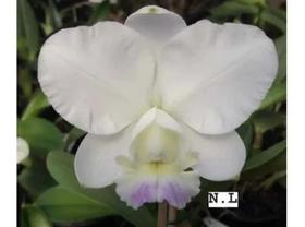 Orquídea Cattleya Dolosa Albences Meristema
