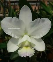 Orquídea Cattleya Dolosa Albenscens (meristema)