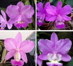 Orquídea Cattleya Dolosa Tipo Adulta - Jardim com Flores