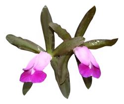 Orquídea Cattleya Dormaniana- Oferta