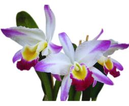 Orquidea Cattleya Eldorado Fantasia