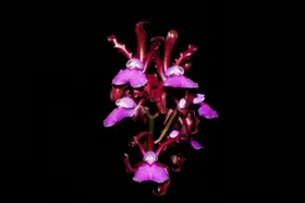 Orquídea Cattleya elongata