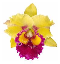Orquídea Cattleya Flor Amarela Planta Adulta Orquídea Cattleya Flor Amarela Planta Adulta