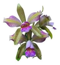 Orquidea Cattleya Forbesi X Leopoldi Trilabelo X Self Cod/16