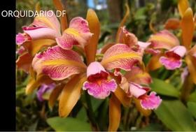 Orquidea Cattleya Forbesi X Leopoldi Trilabelo X Self