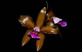 Orquídea Cattleya granulosa cbv x red