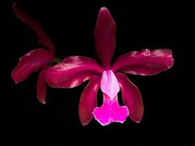 Orquídea Cattleya granulosa Red x Wine color lip