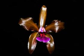 Orquídea Cattleya granulosa vermelha x flamea
