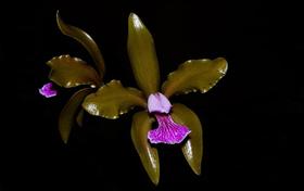 Orquídea Cattleya granulosa vermelha x verde claro
