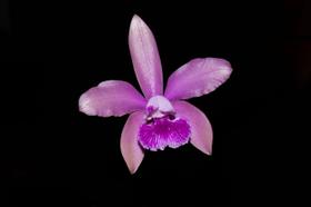 Orquídea Cattleya granulosa x intermédia