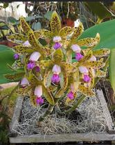 Orquídea Cattleya Gutata: Exótica e Bela - Imperdível!